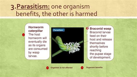 One Organism Benefits And The Other Is Harmed