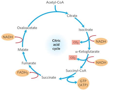 One Turn Of The Citric Acid Cycle Produces