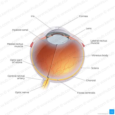 Optic Nerve And Blood Vessels Enter The Eye At The