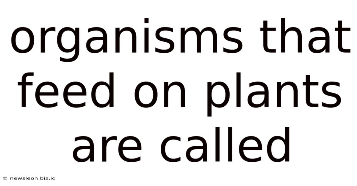 Organisms That Feed On Plants Are Called