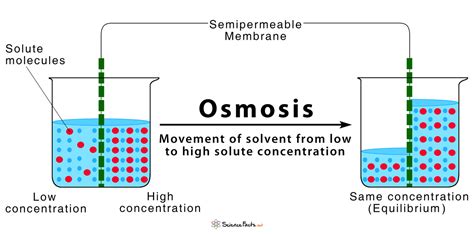 Osmosis Is Best Defined As The Movement Of