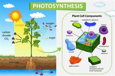 Part Of The Plant Where Photosynthesis Generally Occurs