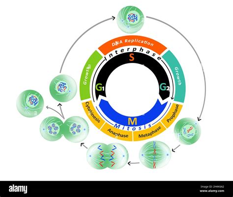 Phase Of The Cell Cycle During Which Dna Replication Occurs