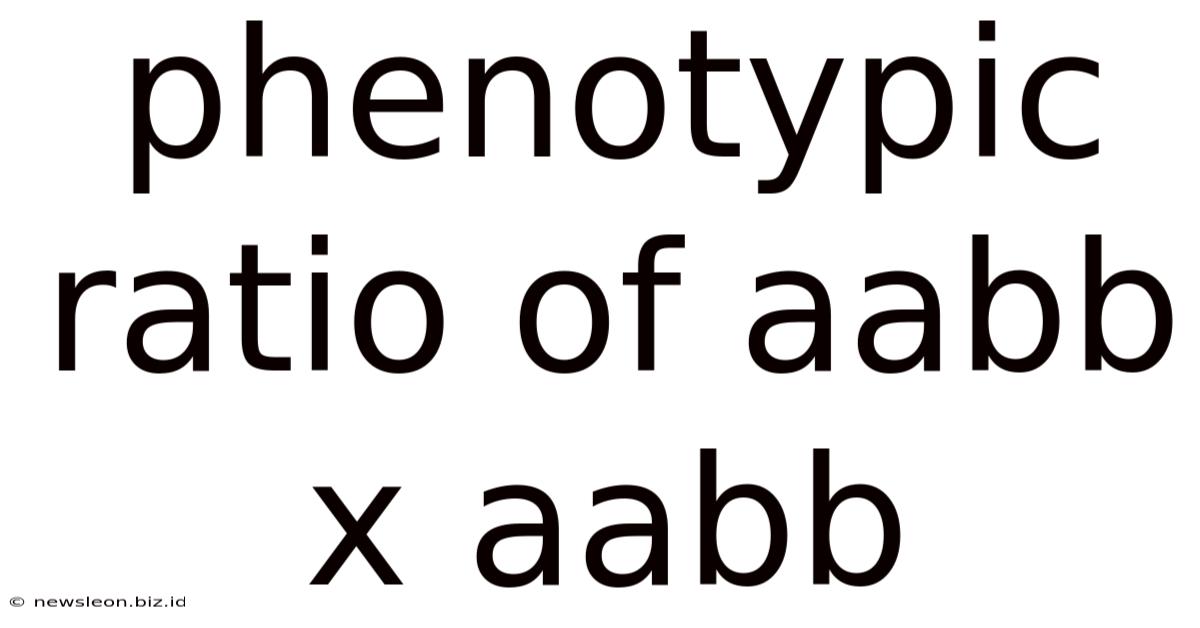 Phenotypic Ratio Of Aabb X Aabb