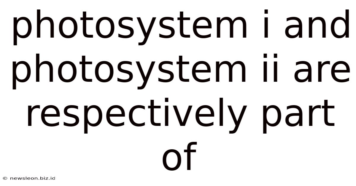 Photosystem I And Photosystem Ii Are Respectively Part Of