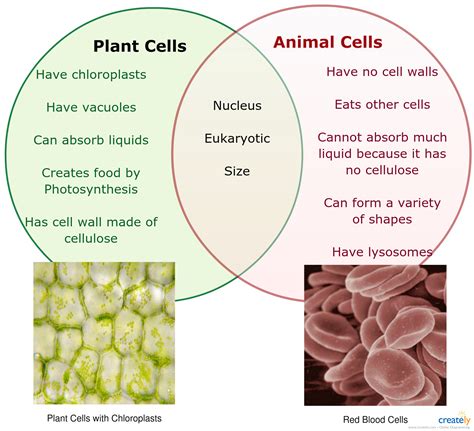 Plant Cell Animal Cell Venn Diagram