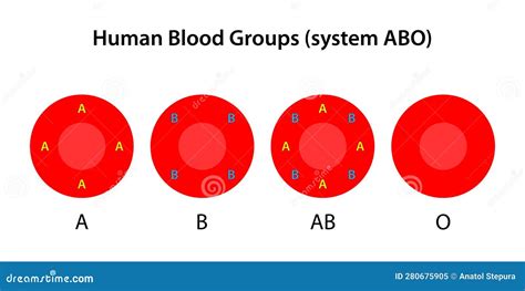 Possesses Both The A And B Antigens