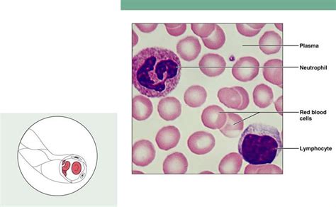 Red And White Blood Cells In Fluid Matrix