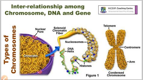 Relationship Among Dna Genes And Chromosomes