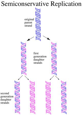 Replication Of Dna Is Said To Be Semiconservative Because