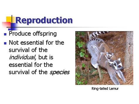 Reproduction Is Not Essential For The Survival Of An Individual