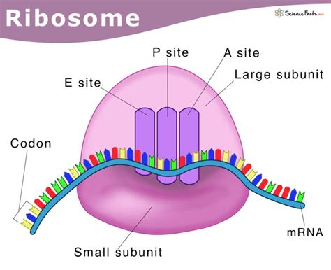 Ribosomes Contain Which Of The Following