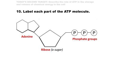 Select The Components Of An Atp Molecule.