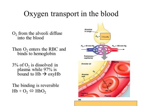 Select The Correct Statement About Oxygen Transport In Blood