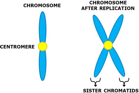 Sister Chromatids Are Joined At The