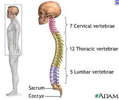 Spinal Cord Passes Through A Large Opening In This Bone