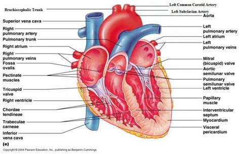 Structure From Which Chordae Tendineae Originate