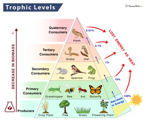 The 1st Trophic Level Consists Of