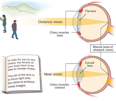 The Adjustment Of The Lens By Itself