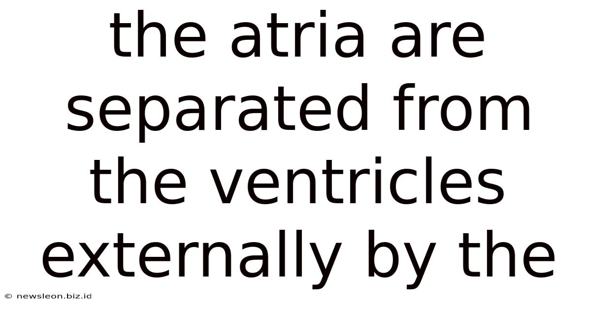 The Atria Are Separated From The Ventricles Externally By The