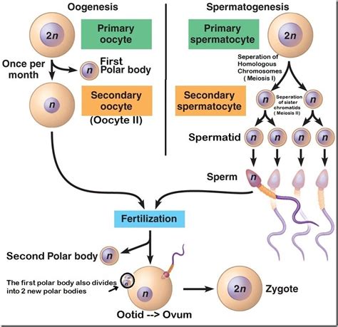 The Basic Difference Between Spermatogenesis And Oogenesis Is That