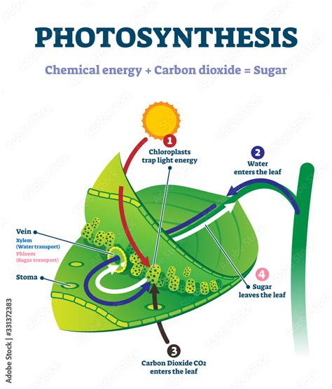 The Broad Portion Of The Leaf That Carries Out Photosynthesis