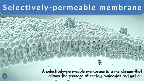 The Cell Membrane Is Selectively Permeable Which Means