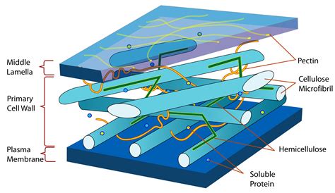 The Cell Walls Of Fungi Are Made Up Of Cellulose.