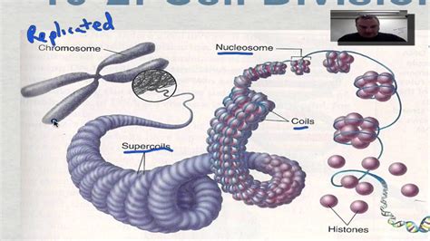 The Chromosomes Of Eukaryotic Cells Are Found In The