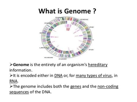 The Complete Set Of Genes In An Organism