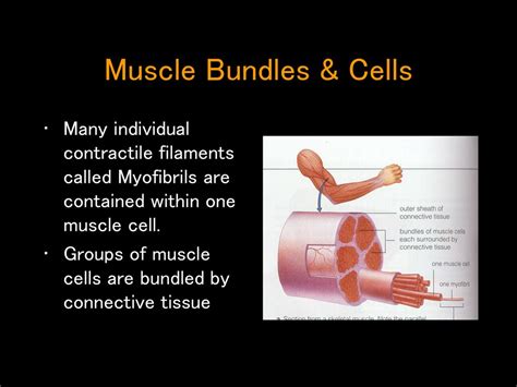 The Contractile Unit Of A Myofibril Is Called The