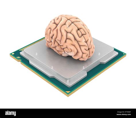 The Cpu Is The Brain Of The Computer