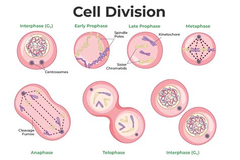 The Cytoplasm Of The Cell Is Being Divided