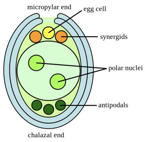 The Embryo Sac Of An Angiosperm Contains