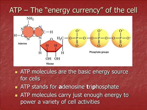 The Energy Currency Used By Cells Is