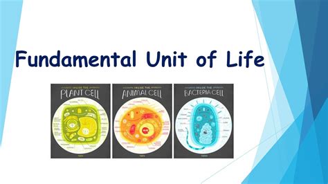 The Fundamental Unit Of Life Is The