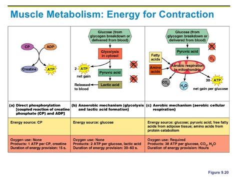 The Immediate Source Of Energy For Muscular Contraction Is