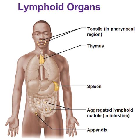 The ___________ Is The Largest Lymphoid Organ Of The Body.