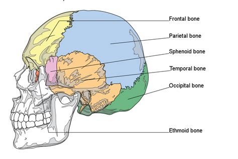 The Joints Between Cranial Bones Of The Skull Are Called...