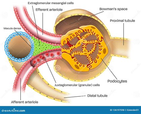 The Juxtaglomerular Apparatus Is Composed Of ________.