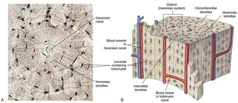 The Lacunae Of Osseous Tissue Contain