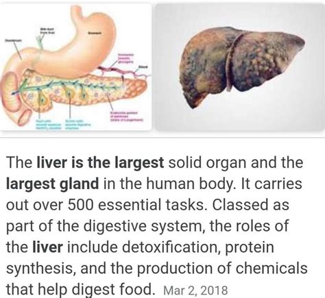 The Largest Gland Of The Body