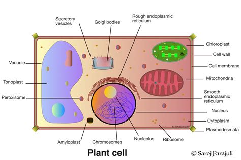 The Largest Organelle In Plants Is The