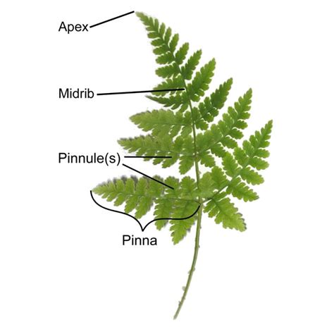 The Leaves Of Ferns Are Called