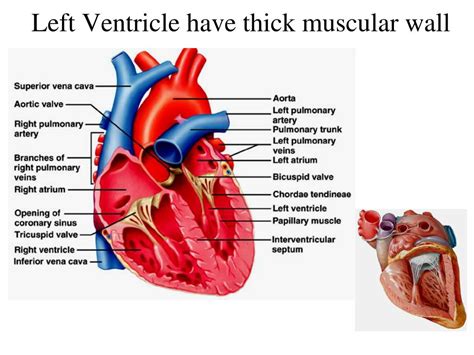 The Left Ventricle Has The Thickest Walls Because It