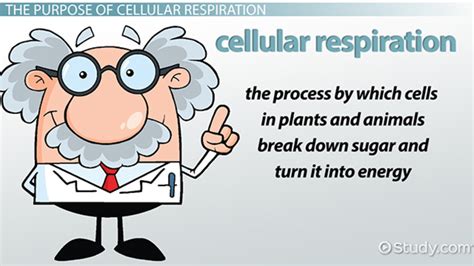 The Main Purpose Of Cellular Respiration Is To