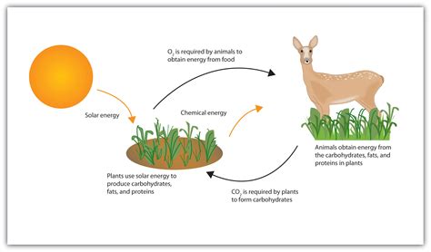 The Major Source Of Energy For Animals Is