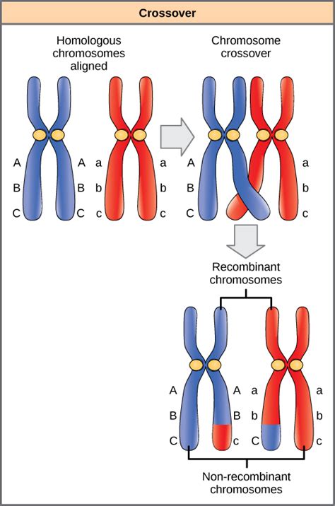 The Members Of A Homologous Pair Of Chromosomes