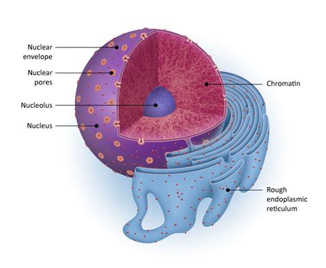 The Nucleus Is Surrounded By The