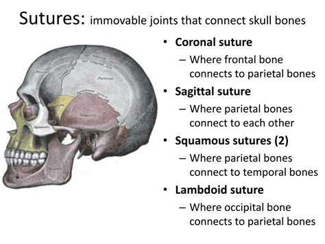 The Only Movable Bone In The Skull.